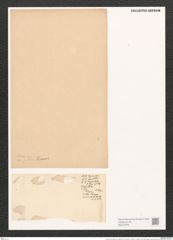 Nitzschia lorenziana var. subtilis Grun. (de-Toni-Nr.: Genus 47, Species 2150) Zeichnungen Sammlung Grunow (NHMW-BOT-W0372376)